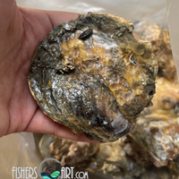 Fresh Aklan Talaba (~1kg)