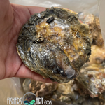 Fresh Aklan Talaba (~1kg)