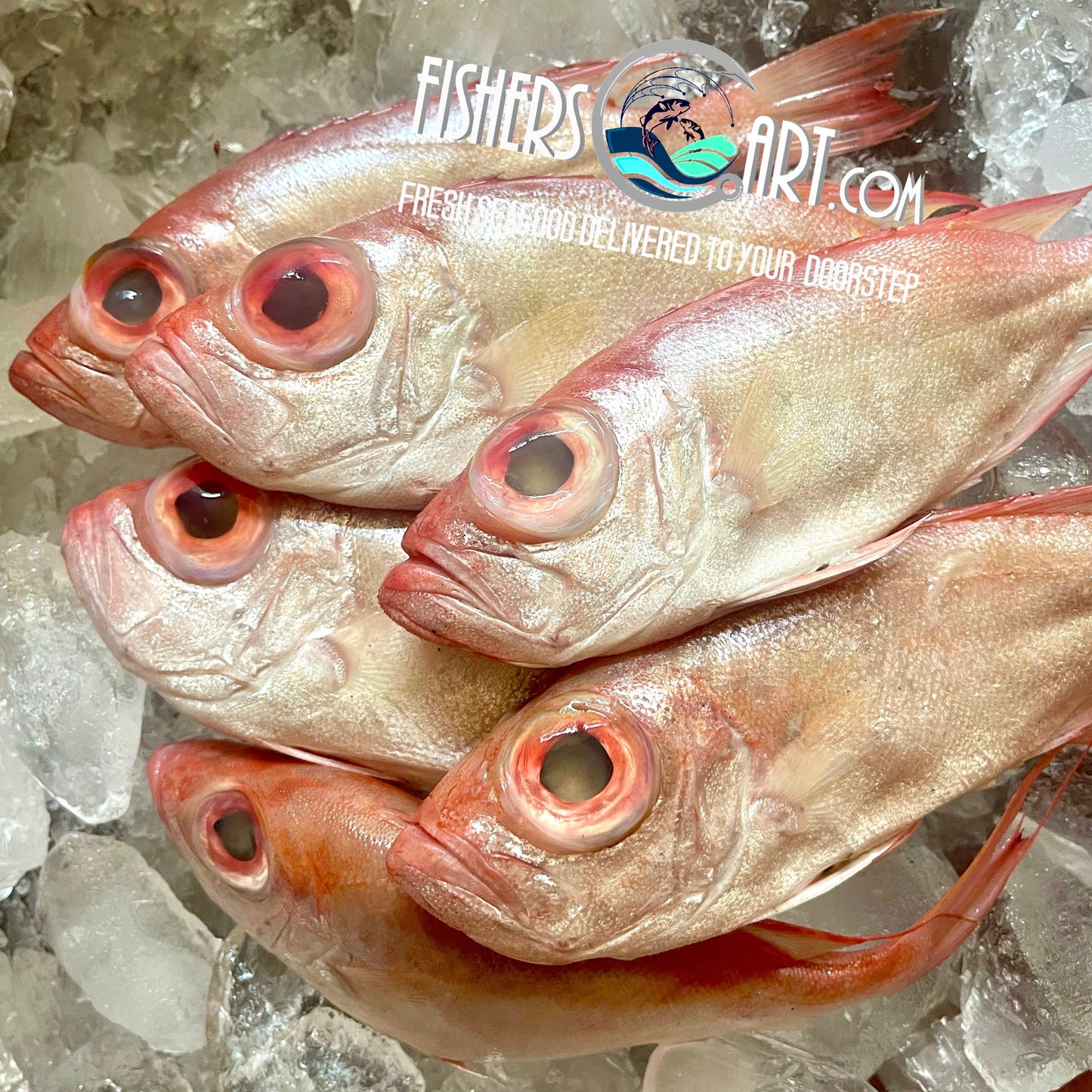 Fresh Dilat (~1kg)