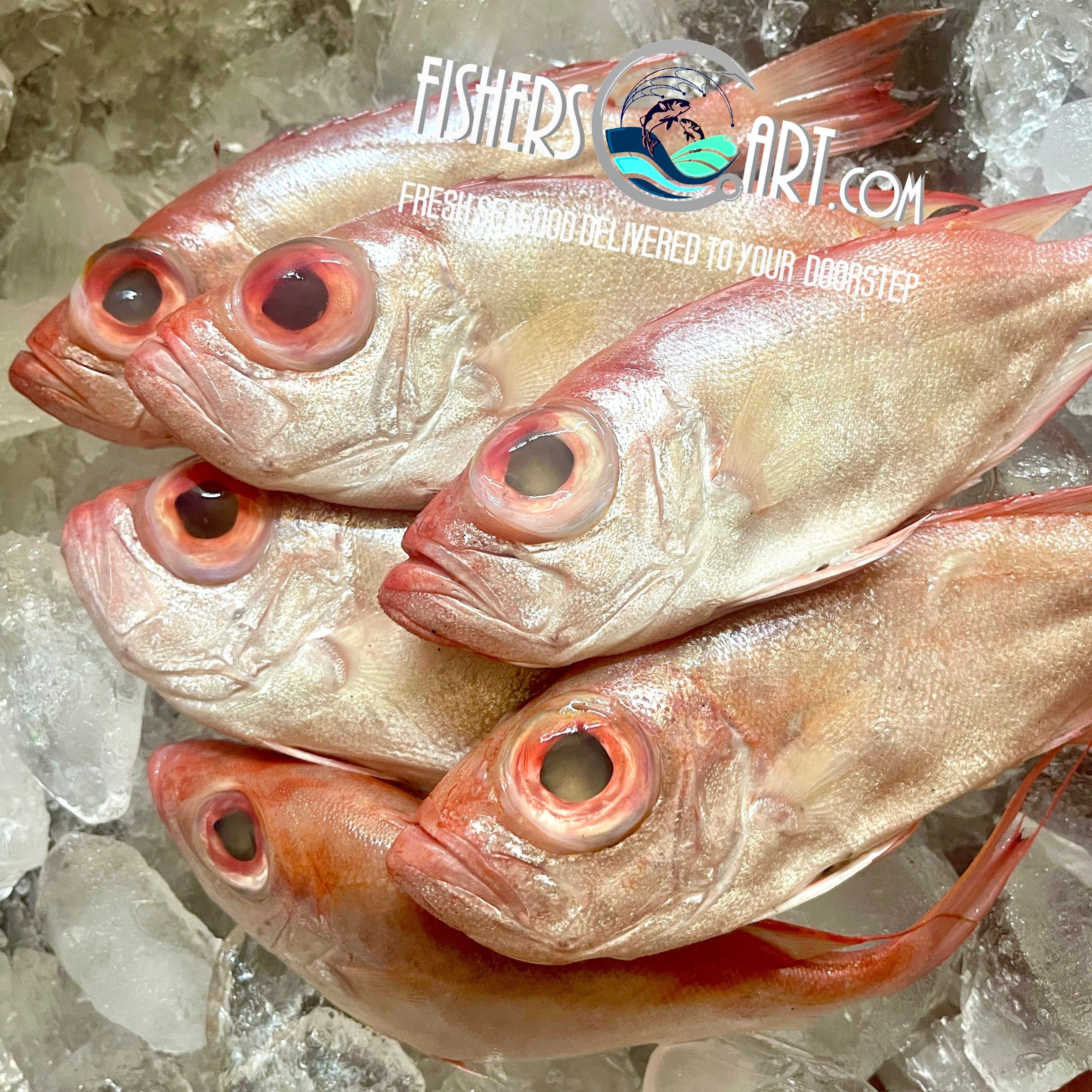 Fresh Dilat (~1kg)