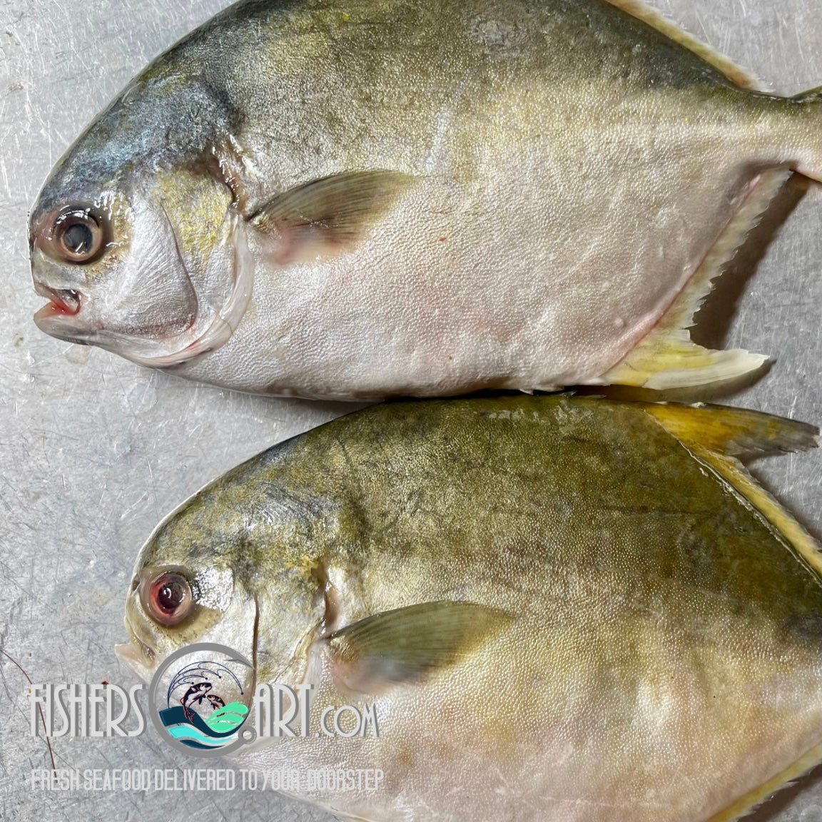 Fresh White Pampano (~1kg)