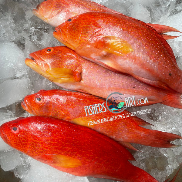 Lapu-Lapu (~1kg) – Fisherscart Seafood Store1
