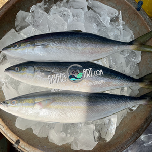 Fresh Local Salmon (~1kg)