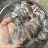 Fresh Octopus (~1kg)