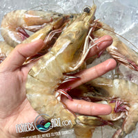 Fresh Sugpo