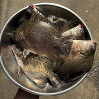 Fresh Kitang (~1kg)