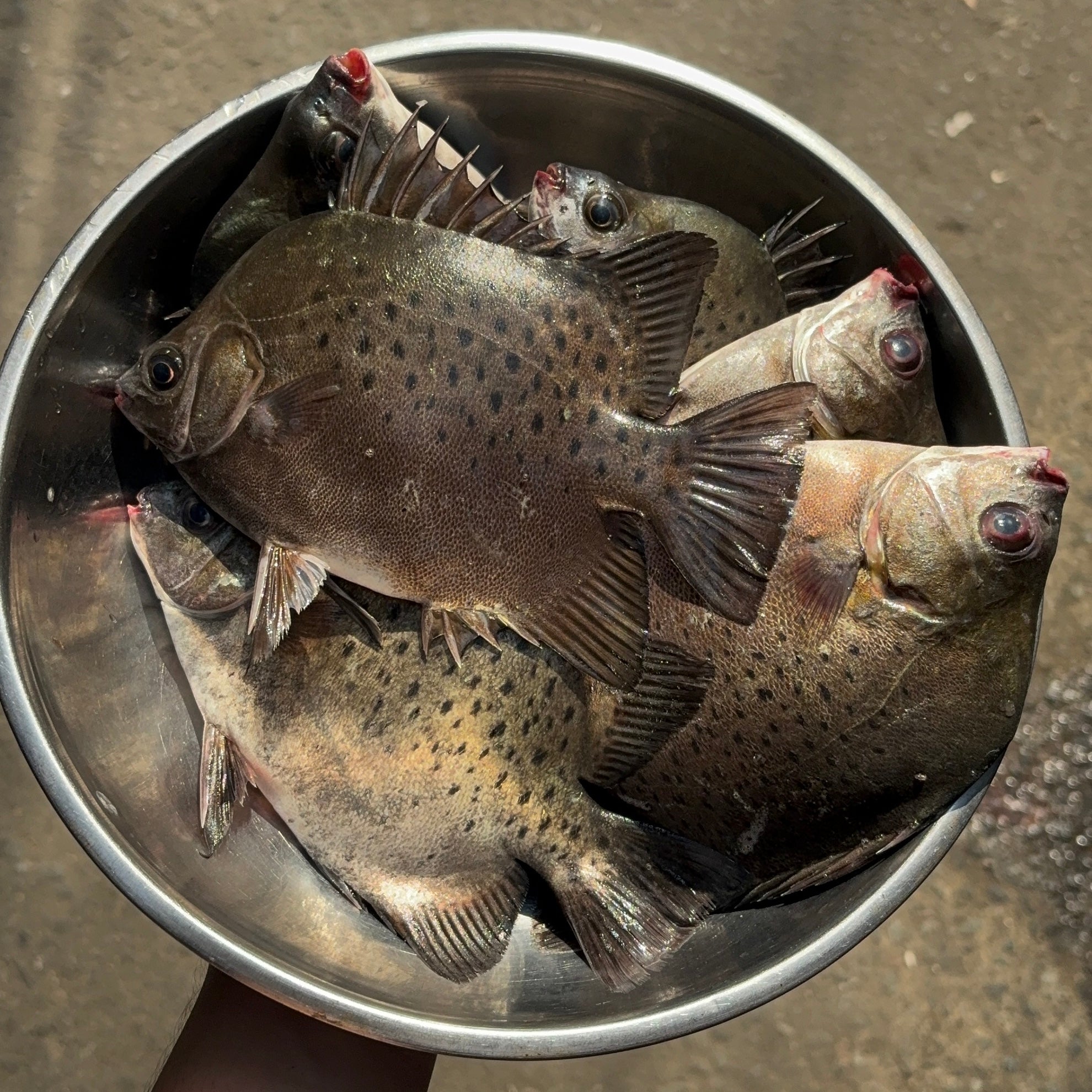 Fresh Kitang (~1kg)