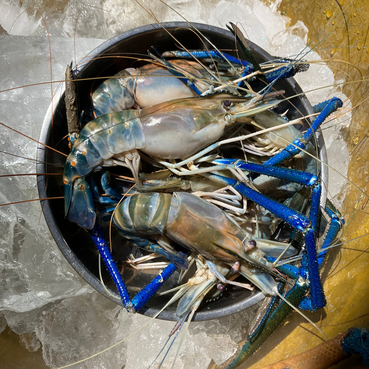 Fresh Ulang (~1kg) – Fisherscart Seafood Store