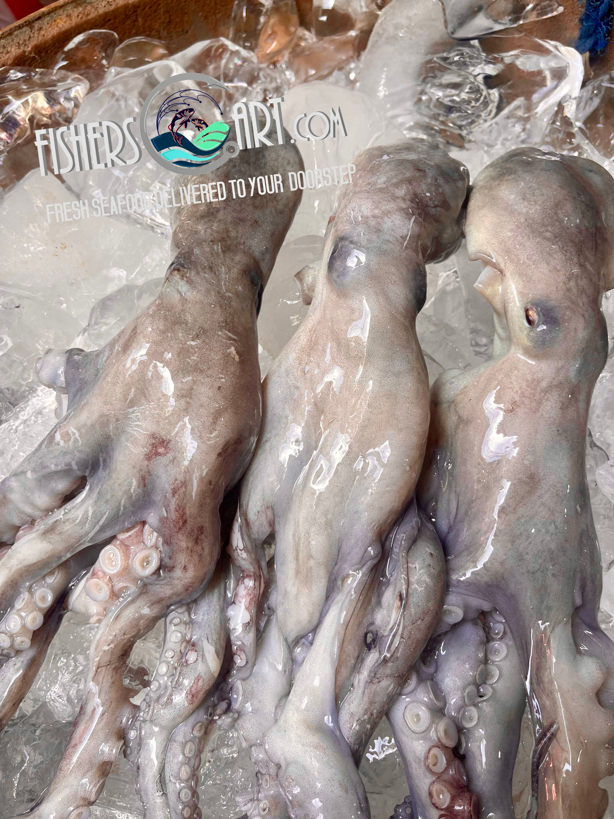 Fresh Octopus (~1kg) – Fisherscart Seafood Store