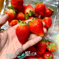 Fresh Korean Premium Strawberry Pack (~350-430g)
