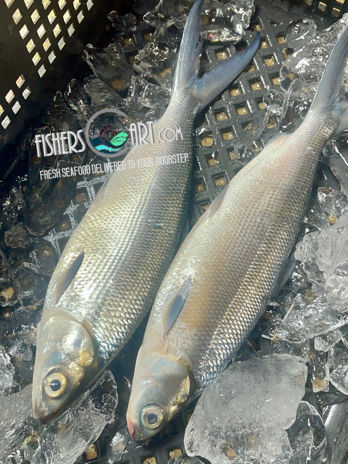 Fresh Bangus (~1kg)