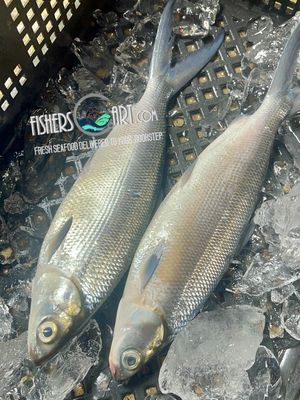 Fresh Bangus (~1kg)