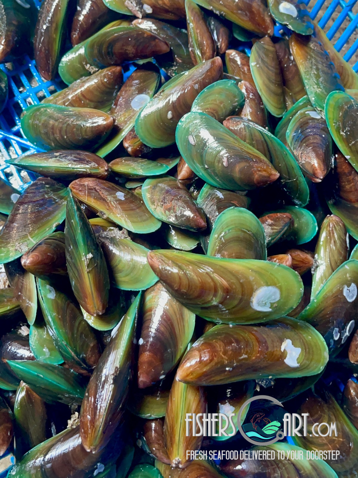 Fresh Tahong (~1kg)