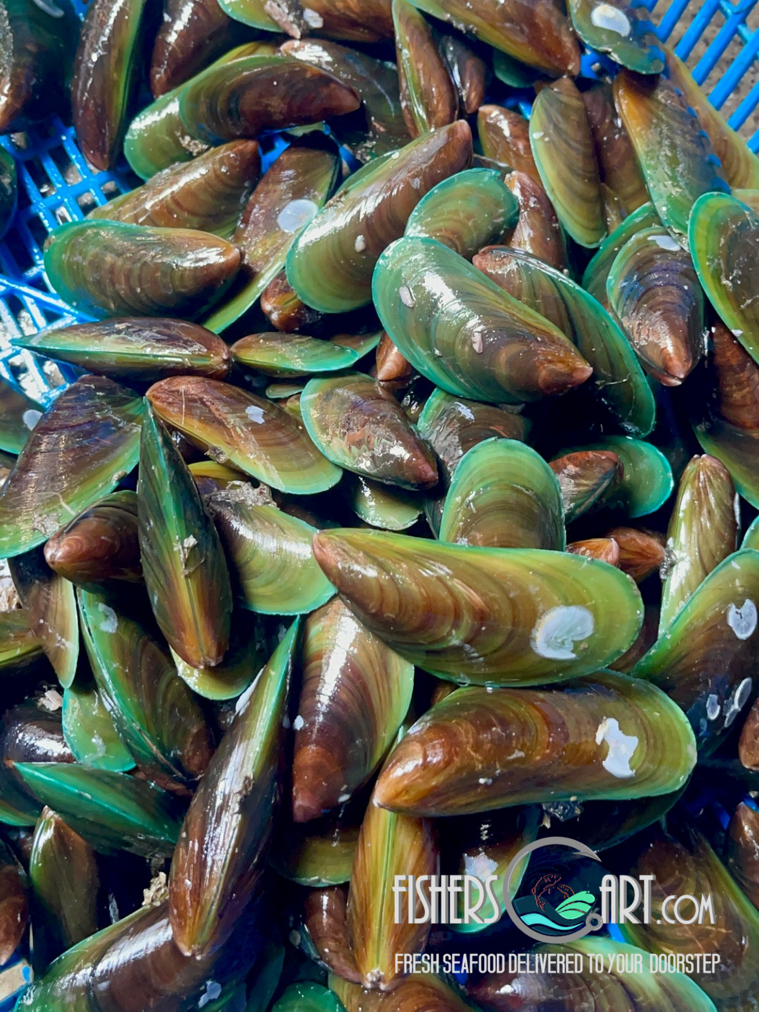 Fresh Tahong (~1kg) – Fisherscart Seafood Store