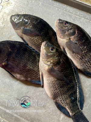 Fresh Tilapia (~1kg)