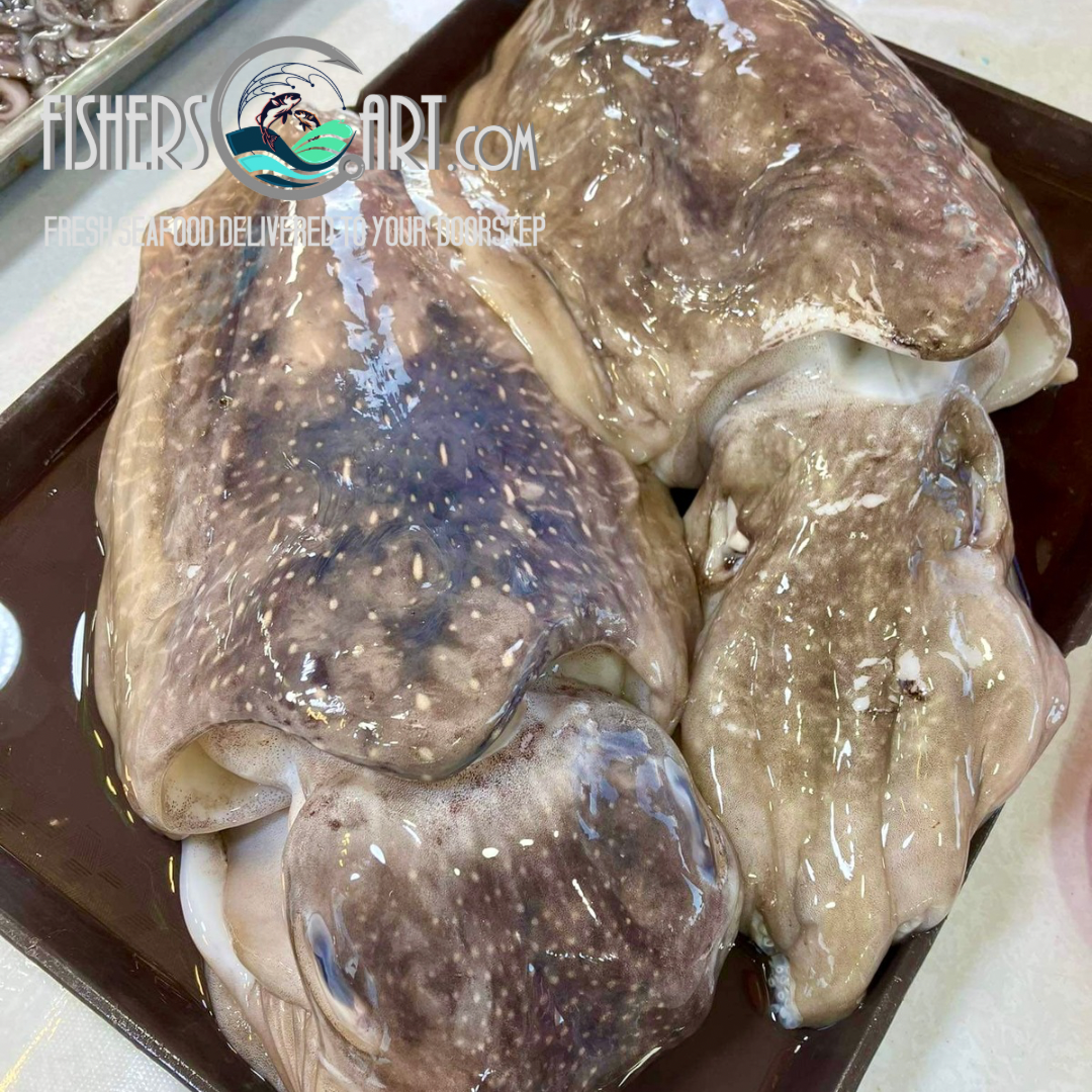 Fresh Pusit Lumot