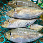 Fresh Salay Batang (~1kg)