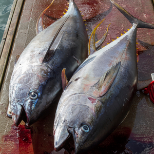 Fresh Yellowfin Tuna (~1kg)