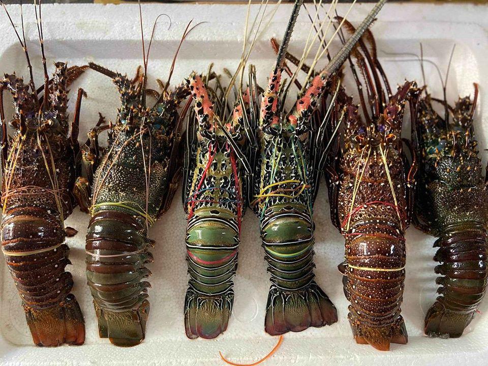 Fresh Lobster~1kg - Fishers Cart
