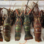 Fresh Lobster~1kg - Fishers Cart