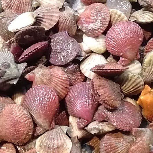 Fresh Scallops Half Shell (~2kg: Orig Price 750/kg)