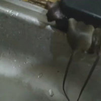 Reusable Mouse Trap-100% Capture Rate