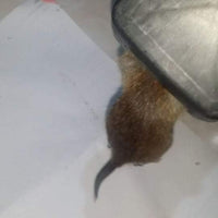 Reusable Mouse Trap-100% Capture Rate