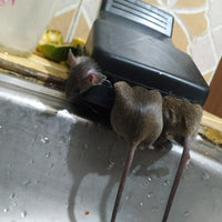 Reusable Mouse Trap-100% Capture Rate