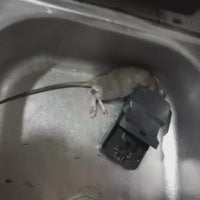 Reusable Mouse Trap-100% Capture Rate
