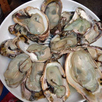 Fresh Aklan Talaba (~2kg;Orig Price 350/kg)
