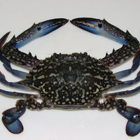 Live Alimasag~1kg - Fishers Cart
