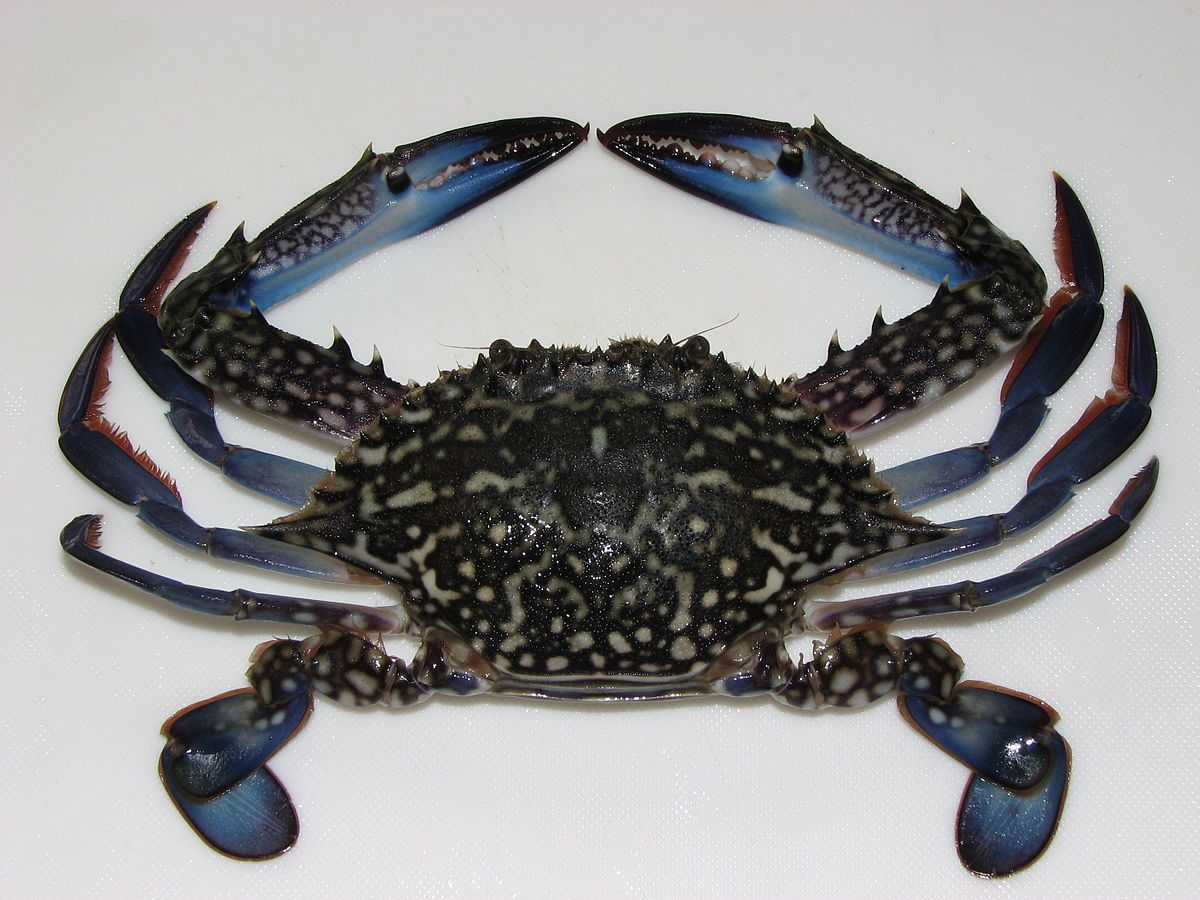 Live Alimasag~1kg - Fishers Cart