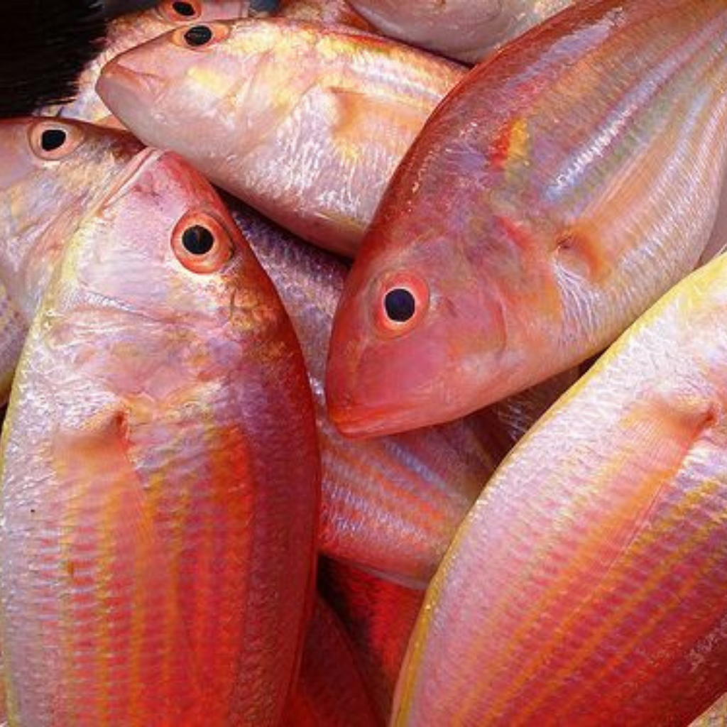 Bituko Fish Fresh Bisugo (~1kg)