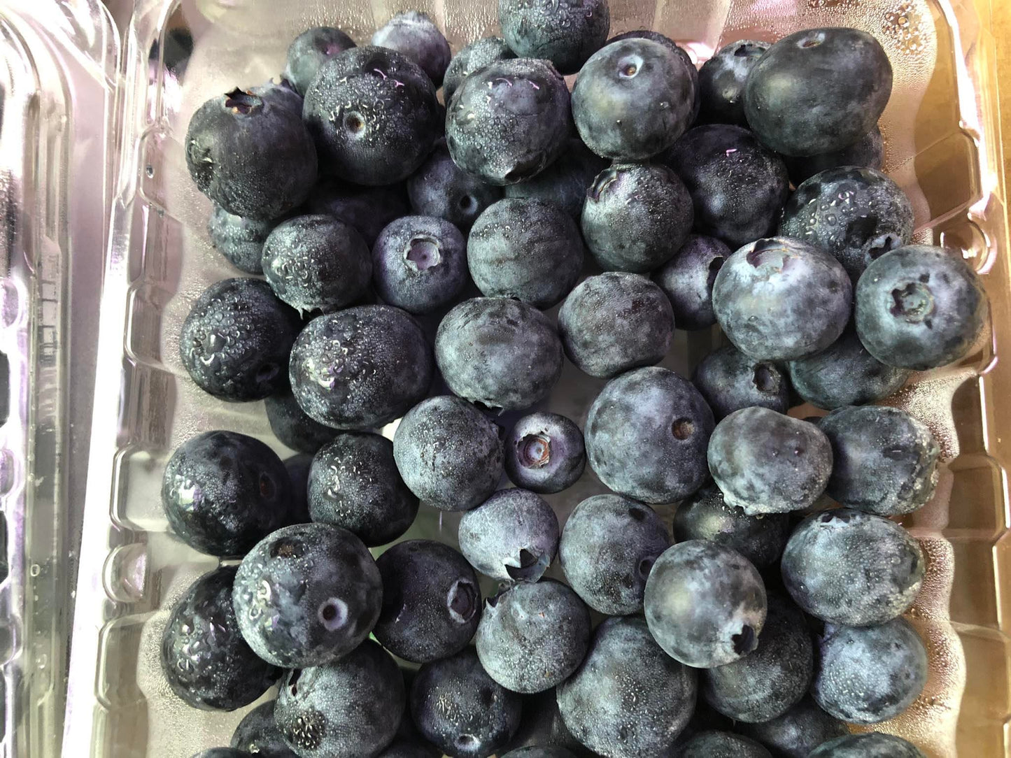 Fresh Blue Berry (1 pack)