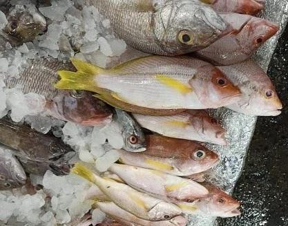 Fresh Burara~1kg - Fishers Cart