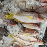 Fresh Burara~1kg - Fishers Cart