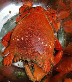 Fresh Curacha Crab (~1kg)