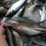 Fresh Bangus~1kg - Fishers Cart