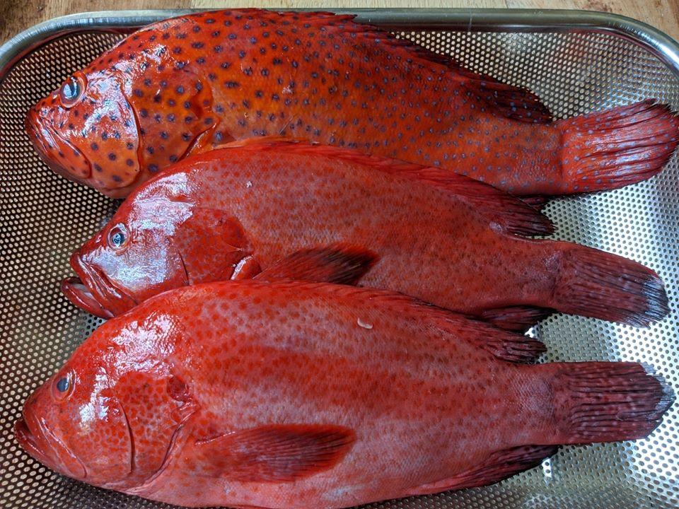 Lapu-Lapu~1kg - Fishers Cart