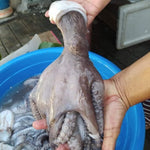 Fresh Octopus (~1kg)