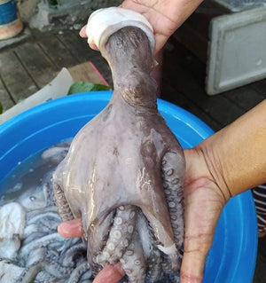 Fresh Octopus (~1kg)