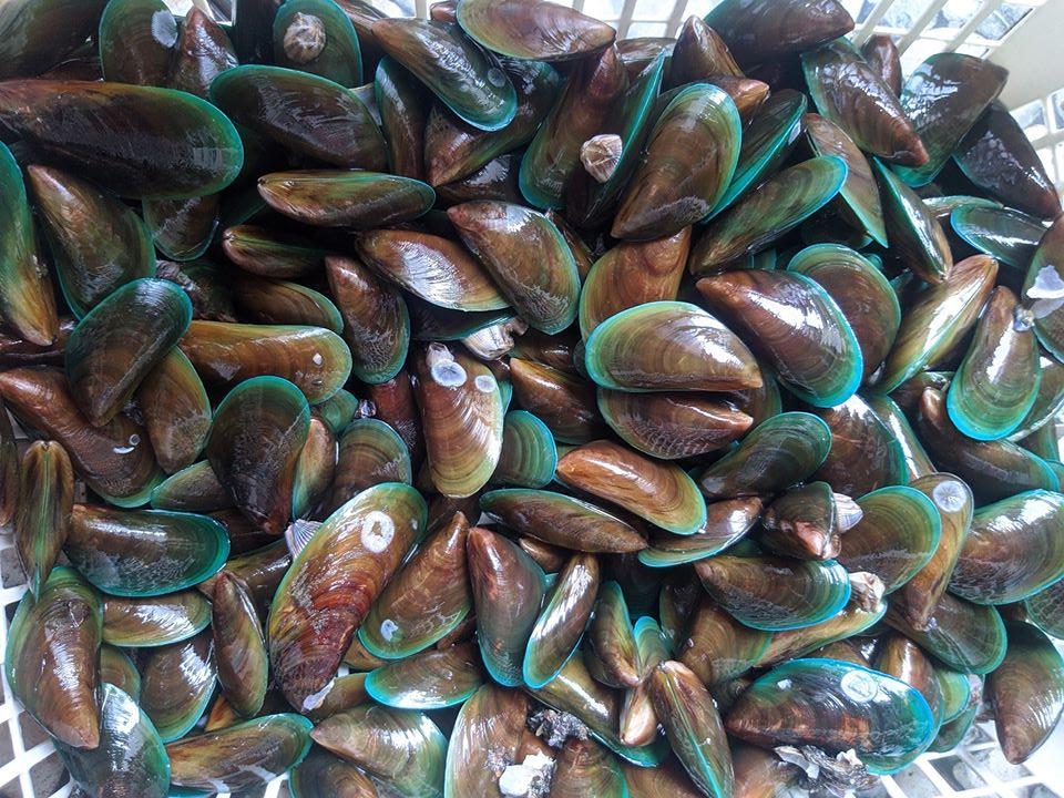 Fresh Tahong~1kg - Fishers Cart
