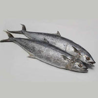 Fresh Tanigue Whole (~2.5kg)
