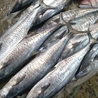 Fresh Tanigue Whole (~2.5kg)