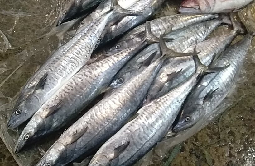 Fresh Tanigue Whole (~2.5kg) – Fisherscart Seafood Store