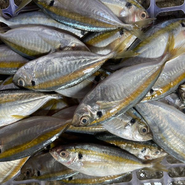 Salay Ginto (~1kg) – Fisherscart Seafood Store