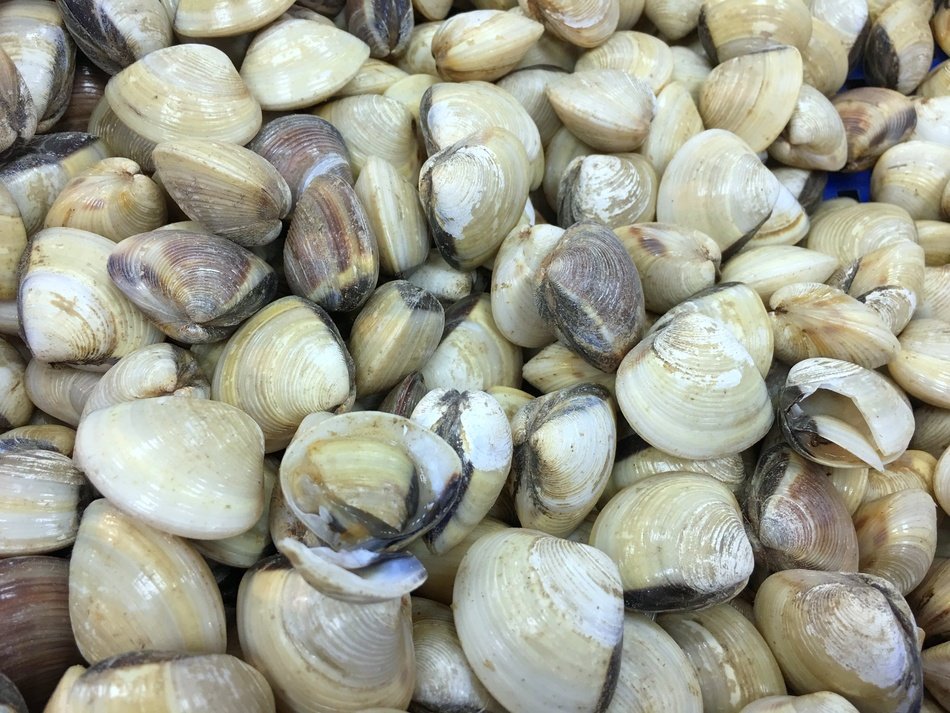 Fresh Halaan (~2kg: Orig Price 290/kg)