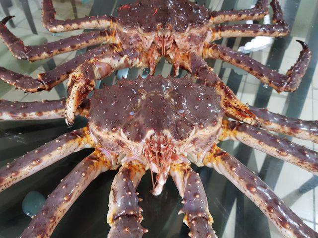 Alaskan King Crab (~2.0-4.5kg per piece)