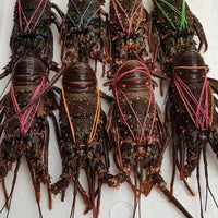 Fresh Lobster~1kg - Fishers Cart