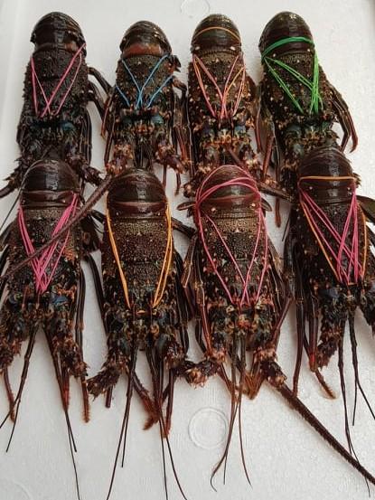 Fresh Lobster~1kg - Fishers Cart
